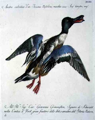 Stockente im Flug, ca. 1767-76 (handkolorierte Gravur) von Italian School