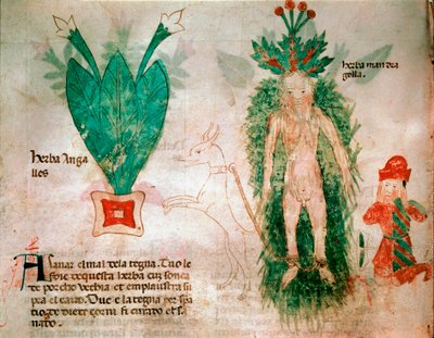Heilpflanzen: Darstellung der Alraune. Ein Hund, der an der Wurzel befestigt ist, ermöglicht es, sie aus dem Boden zu ziehen. Tafel aus einem medizinischen Traktat des 14. Jahrhunderts Padua, Universitätsbibliothek Italien von Italian School