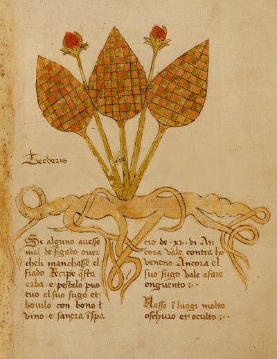 Ms 1591 Fol.19r Herba Teoderis von Italian School