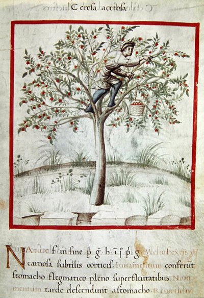 Ms 3054 f.25 Kirschen pflücken, aus 