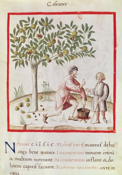 Ms 3054 fol.31 Ernten und Kochen von Kastanien, aus 
