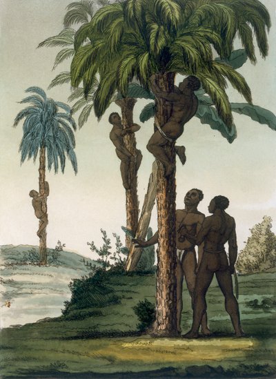 Einheimische klettern mit Schlingengurten um ihre Hüften auf Palmen, 1820er-30er Jahre von Italian School