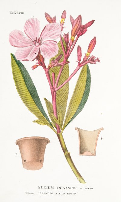 Nerium Oleander el Bubro, Tafel XLVIII, aus LAntotrofia Ossia La Coltivazione DeFiori von Antonio Piccioli, 1834 von Italian School