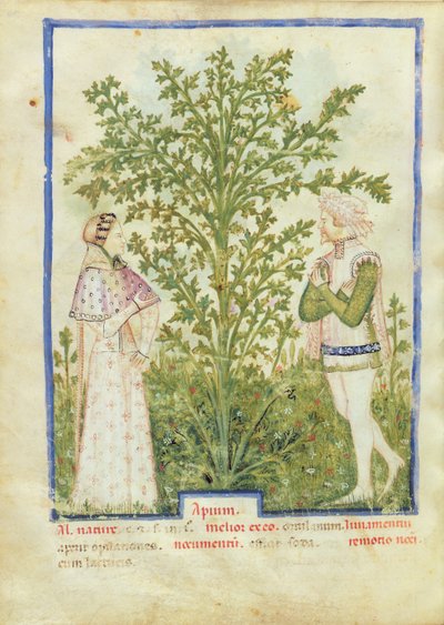 Sellerie, aus Tacuinum Sanitatis, ca. 1390-1400 von Italian School