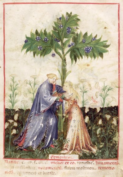 Fenchel, aus Tacuinum Sanitatis, ca. 1390-1400 von Italian School