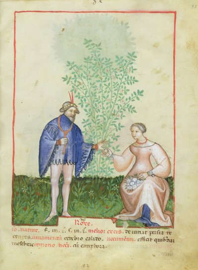 Rosen, aus Tacuinum Sanitatis, ca. 1390-1400 von Italian School