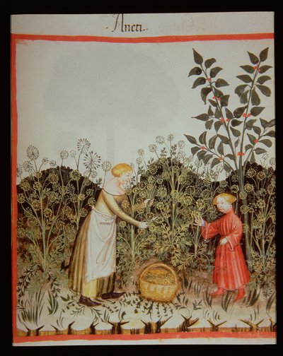 Nova 2644 f.32r Dill sammeln, Tacuinum Sanitatis Codex Vindobonensis von Italian School