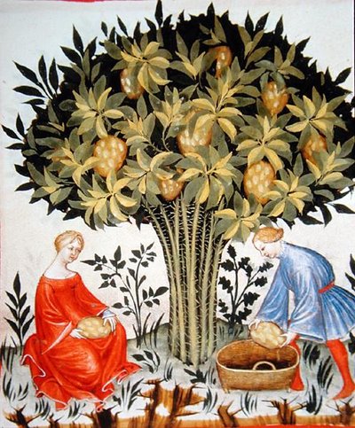 Nova 2644 fol.11r Zitrusfrüchte ernten, aus dem Tacuinum Sanitatis Codex Vindobonensis (Pergament) von Italian School
