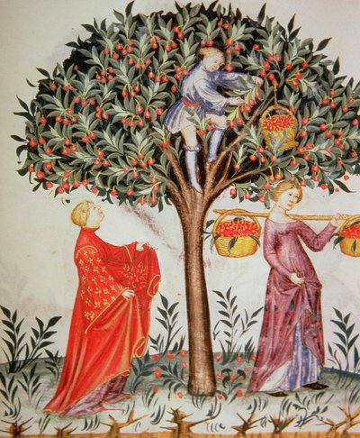 Nova 2644 fol.12r Kirschen pflücken, aus dem Tacuinum Sanitatis Codex Vindobonensis von Italian School