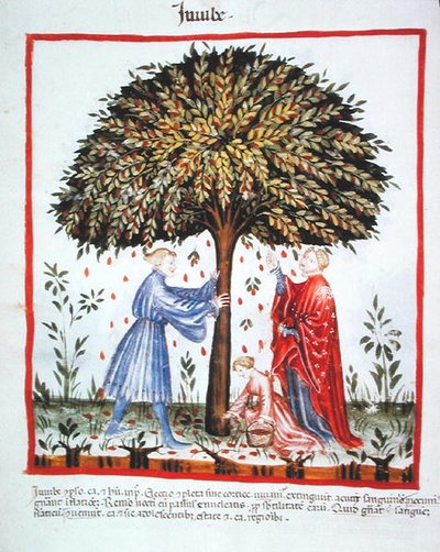 Nova 2644 fol.15v Jujuben sammeln, aus Tacuinum Sanitatis Codex Vindobonensis von Italian School