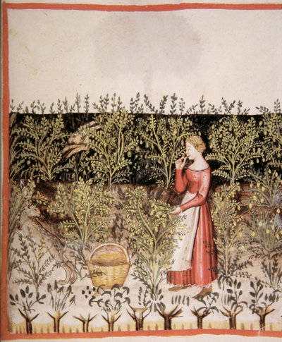 Nova 2644 fol.49 r Kichererbsen pflücken, Tacuinum Sanitatis Codex Vindobonensis von Italian School