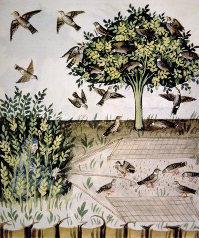 Turteltauben, Illustration aus Tacuinum Sanitatis Codex Vindobonensis von Italian School