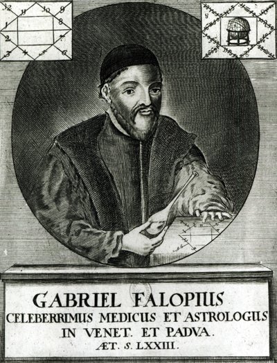 Porträt von Gabriel Fallopius von Italian School