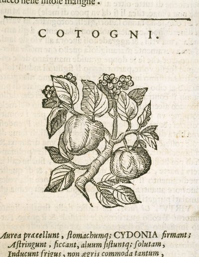 Quitte (Cydonia oblonga), Gravur von Castore Durante von Italian School