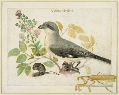 Würger und eine Gottesanbeterin (für das Cassiano dal Pozzo Papiermuseum) von Italian School