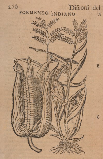 Reden von M. P. A. Matthioli, korrigiert und ergänzt. Mit Figuren, die von natürlichen, lebenden Pflanzen und Tieren gezeichnet wurden, in viel größerer Anzahl als die später gedruckten, S. 266 von Italian School
