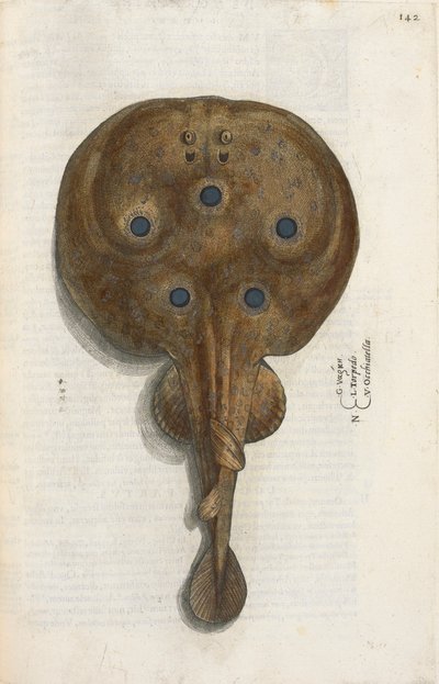 Zitterrochen, Illustration aus 