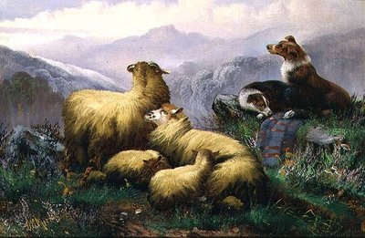 Schäferhunde und Schafe in den schottischen Highlands von J.W. Morris
