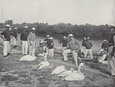 Schwanenfang auf der Themse, Untersuchung der alten Vögel von J. Benjamin Stone