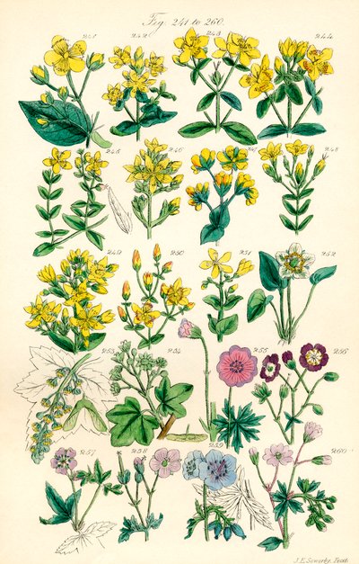 Seite mit Farbabbildungen aus British Wild Flowers nach einem Werk von J. E. Sowerby und C. P. Johnson von J. E. and Johnson C. P.  Sowerby
