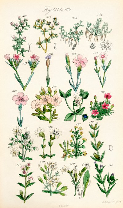Seite mit Farbabbildungen aus British Wild Flowers nach einem Werk von J. E. Sowerby und C. P. Johnson von J. E. and Johnson C. P.  Sowerby