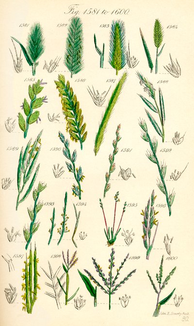 Seite mit Farbabbildungen aus British Wild Flowers nach einem Werk von J. E. Sowerby und C. P. Johnson von J. E. and Johnson C. P.  Sowerby