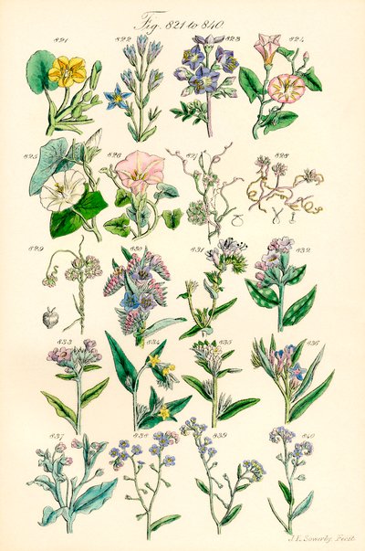 Seite mit Farbabbildungen aus British Wild Flowers nach einem Werk von J. E. Sowerby und C. P. Johnson von J. E. and Johnson C. P.  Sowerby