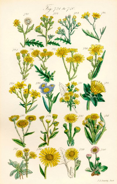 Seite mit Farbabbildungen aus British Wild Flowers nach einem Werk von J. E. Sowerby und C. P. Johnson von J. E. and Johnson C. P.  Sowerby