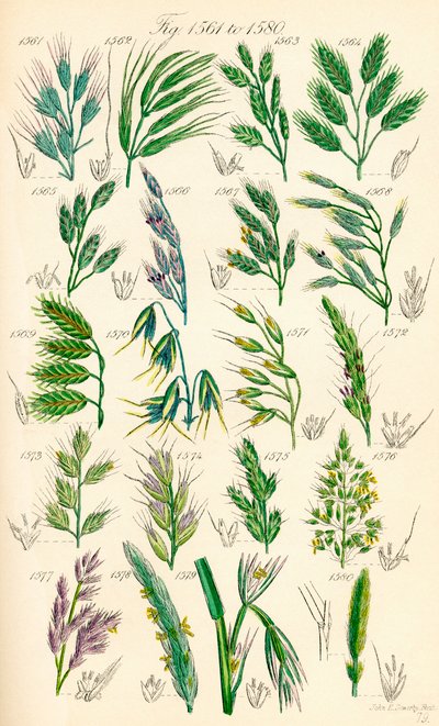 Seite mit Farbabbildungen aus British Wild Flowers nach einem Werk von J. E. Sowerby und C. P. Johnson von J. E. and Johnson C. P.  Sowerby