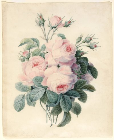 Zweig von Zentifolienrosen von J. Herzog