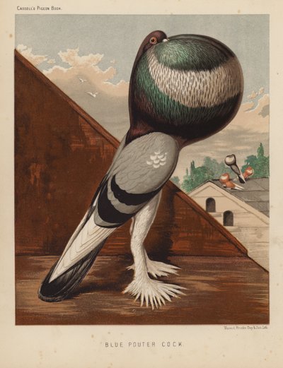 Tauben: Blauer Kropfhahn von J. W. (after) Ludlow