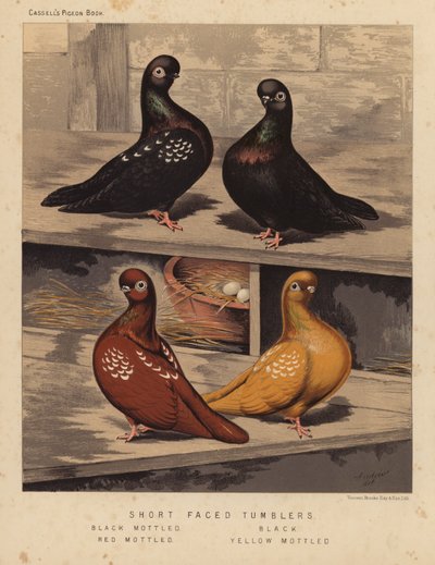 Tauben: Kurzgesichtige Sturzflieger, Schwarz gesprenkelt, Schwarz, Rot gesprenkelt, Gelb gesprenkelt von J. W. (after) Ludlow
