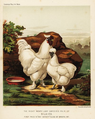 Seidenhuhn oder Seidenhuhn Hahn und Henne von J. W. (after) Ludlow