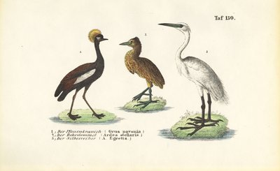 Kraniche und Reiher von J. W. Tenhaeff