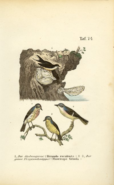 Essbare Salanganen und Grauschnäpper von J. W. Tenhaeff