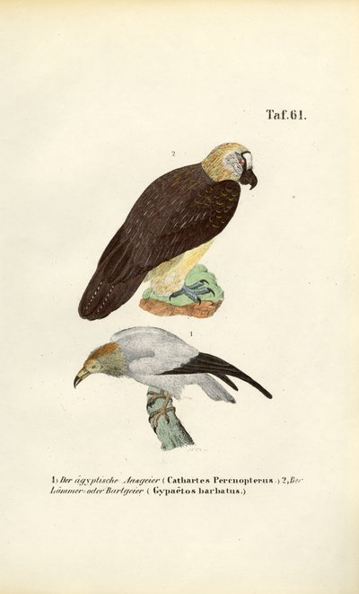 Schmutzgeier und Bartgeier von J. W. Tenhaeff