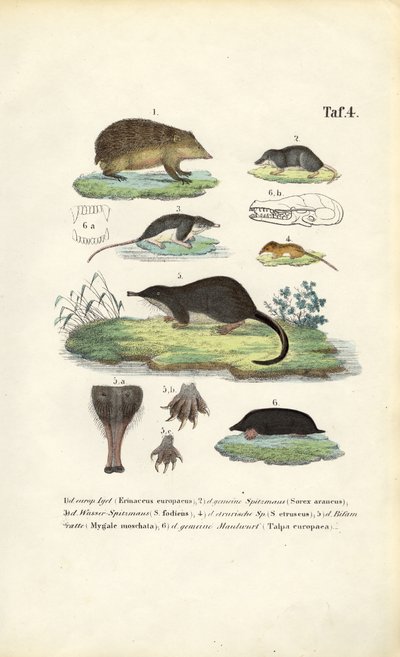 Europäische Insektenfresser: Igel, Spitzmäuse und Maulwurf von J. W. Tenhaeff
