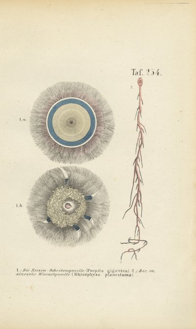 Riesenblaue Knopfqualle und Rote Wurzelqualle von J. W. Tenhaeff