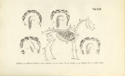 Pferdeanatomie: Skelett und Zahnentwicklung von J. W. Tenhaeff