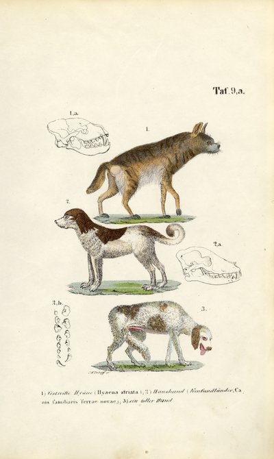 Hyäne, Haushund und alter Hund mit Schädelillustrationen von J. W. Tenhaeff