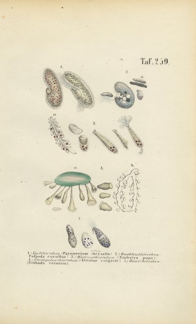 Infusorien: Pantoffeltierchen, Trompetentierchen und andere Ciliaten von J. W. Tenhaeff