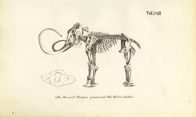 Mammut-Skelett von J. W. Tenhaeff