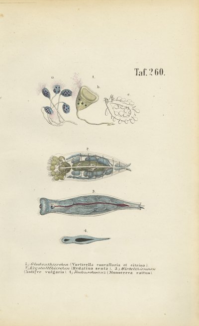 Mikroskopische Einzeller: Glockentierchen, Rädertierchen und Plattwurm von J. W. Tenhaeff