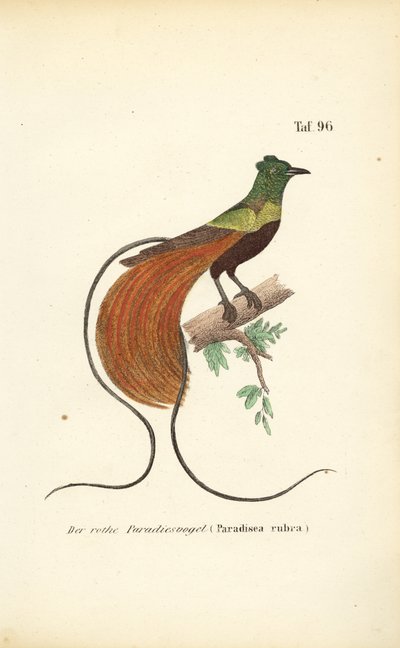 Der Rote Paradiesvogel von J. W. Tenhaeff