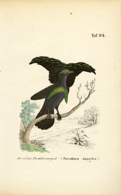 Das Prachtparadiesvogel von J. W. Tenhaeff