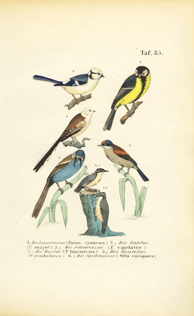 Verschiedene Meisenarten und Kleiber von J. W. Tenhaeff