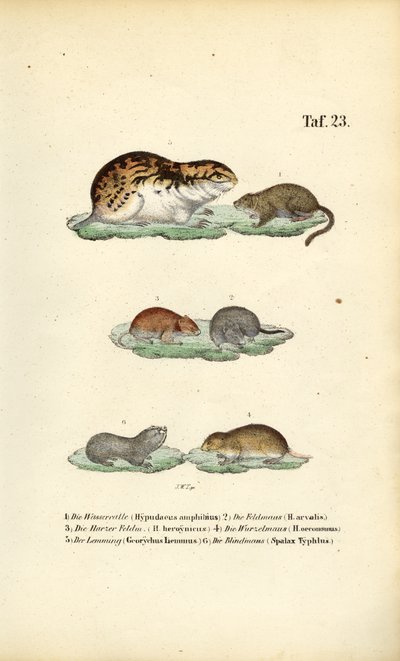 Wühlmäuse und verwandte Nagetiere von J. W. Tenhaeff