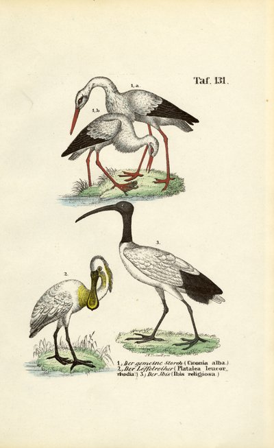 Weißstorch, Löffler und Heiliger Ibis von J. W. Tenhaeff
