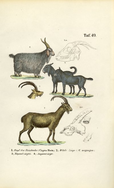 Wildziegen und Ziegenarten mit anatomischen Details von J. W. Tenhaeff