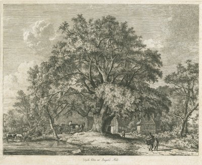 Blithfield - Wych Ulme von Jacob George Strutt